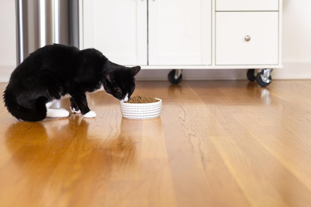 Ceramic Cat Bowl for Food and Water, Whisker Fatigue Shallow Wide Cat Food Bowl
